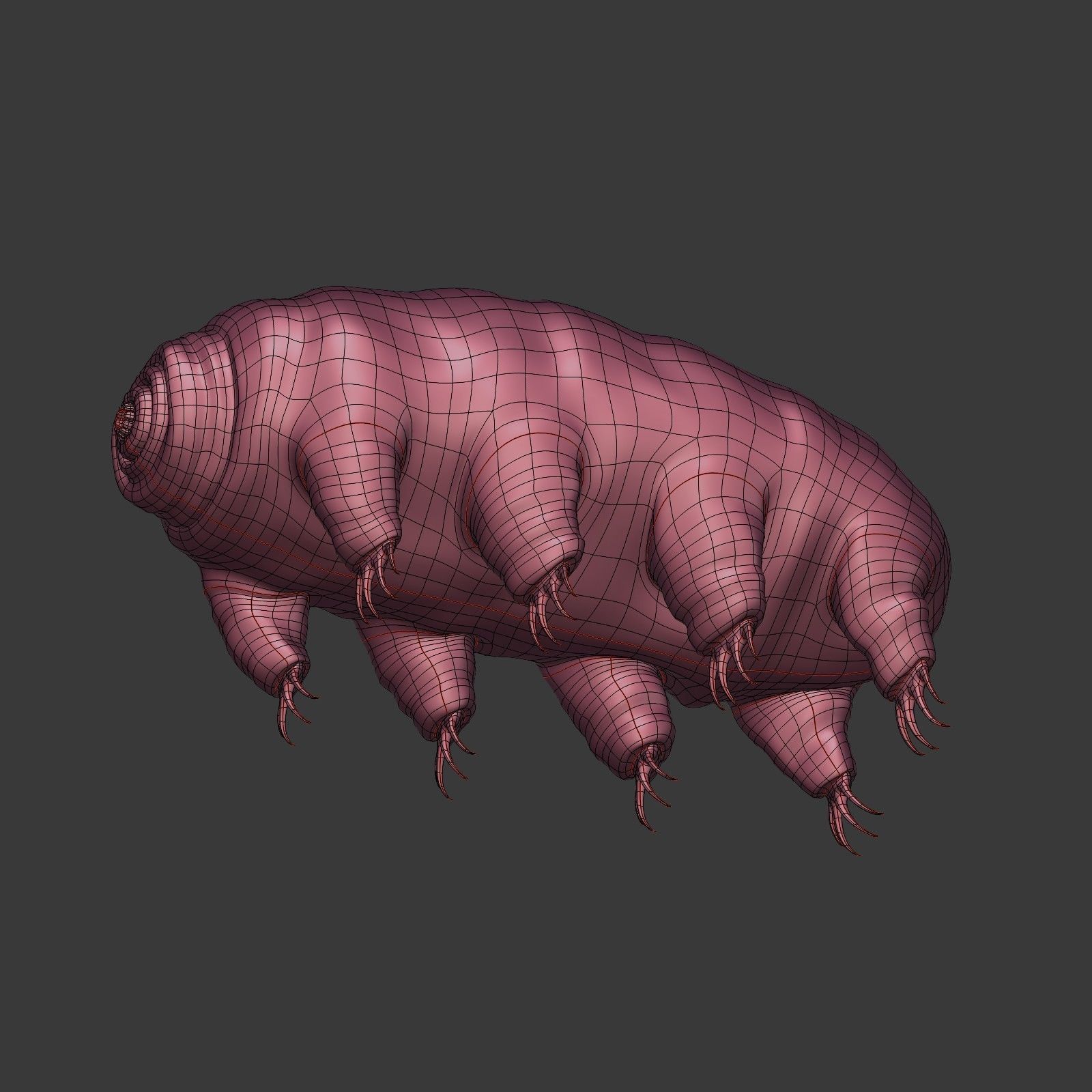 Tardigrade - Microscopic Water Bear - Moss Piglet Low-poly 3D model_22