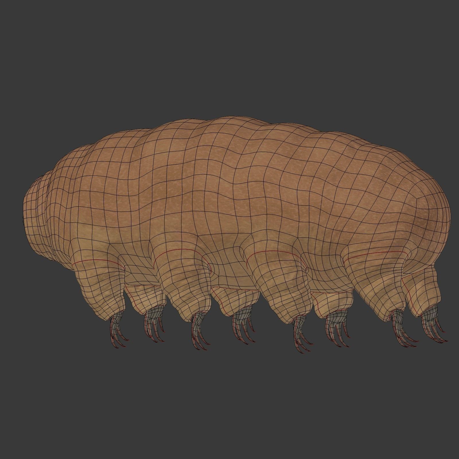 Tardigrade - Microscopic Water Bear - Moss Piglet Low-poly 3D model_15