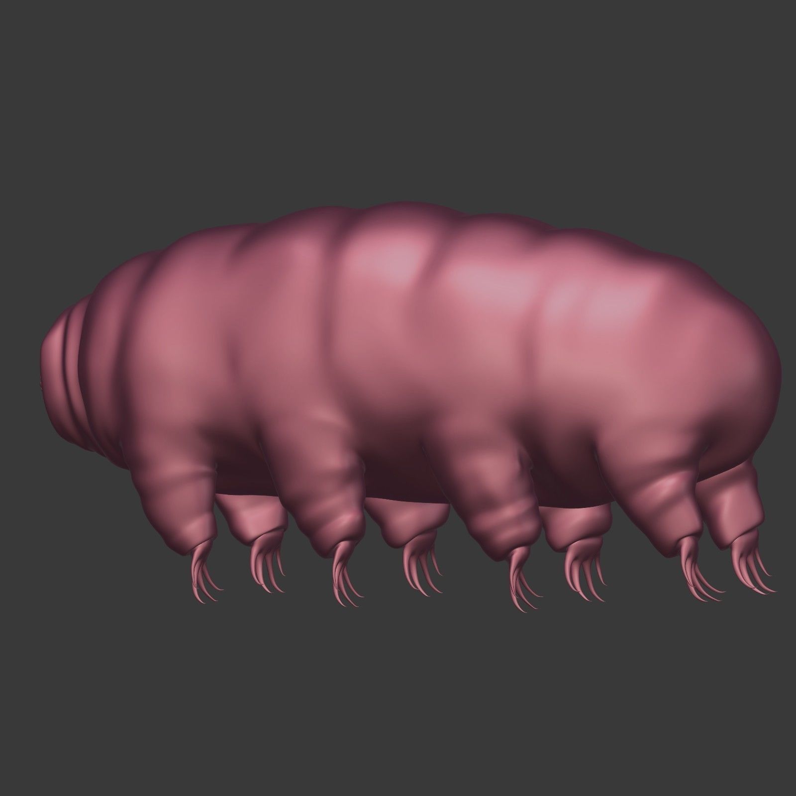 Tardigrade - Microscopic Water Bear - Moss Piglet Low-poly 3D model_12