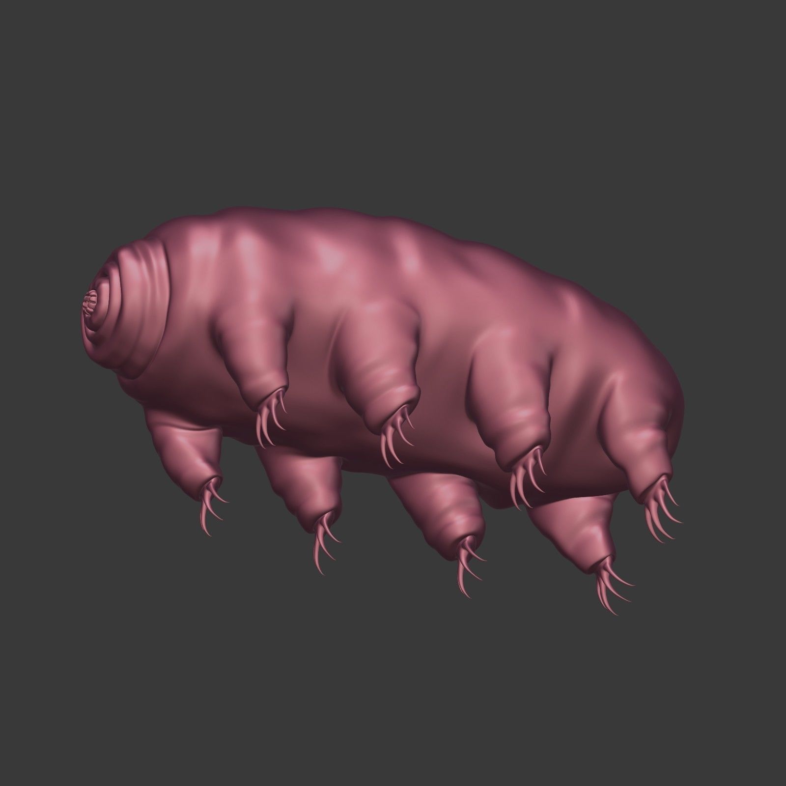 Tardigrade - Microscopic Water Bear - Moss Piglet Low-poly 3D model_21