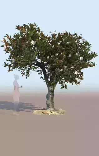 ficus tree nitida flowering 3D model