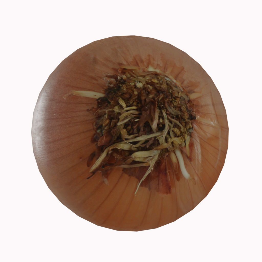 Low Poly Onion photorealistic 3d model scene Low-poly 3D model_4