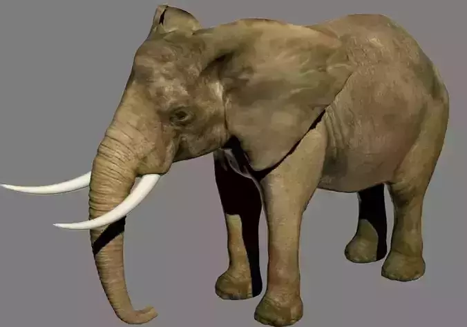 ELEPHANT LOW POLY with tusks