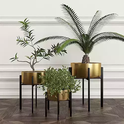 PLANTS 8 three gold potted