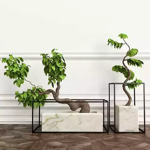 PLANTS 9 bonsai tree in marble vase on wall