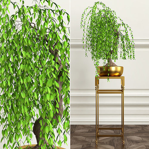 PLANTS 18 3D model