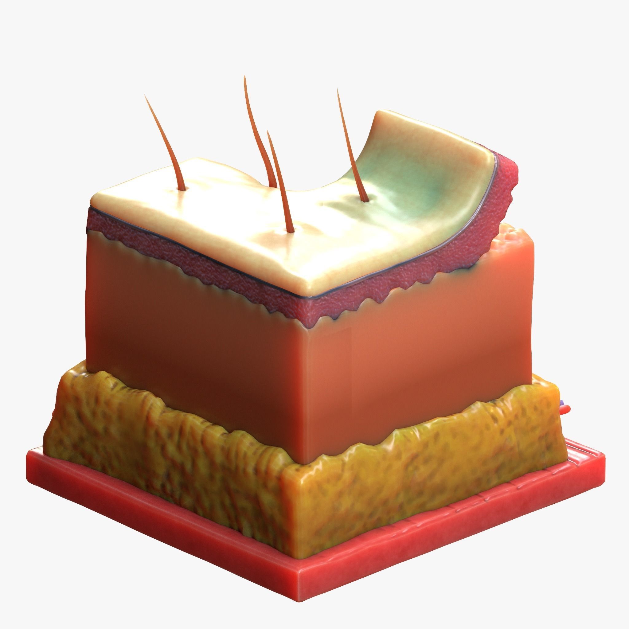 Skin Anatomy 3D model_4