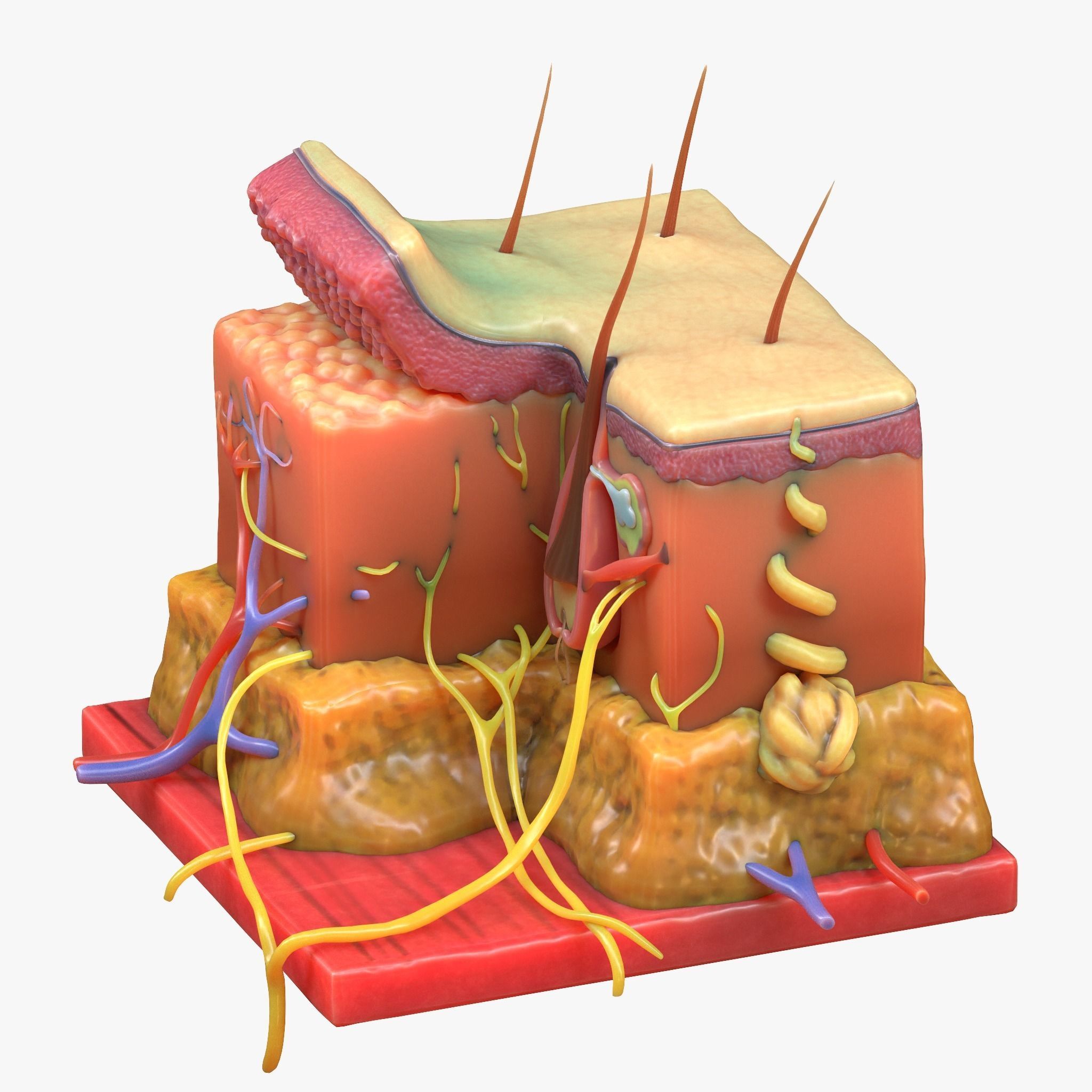 Skin Anatomy 3D model_3