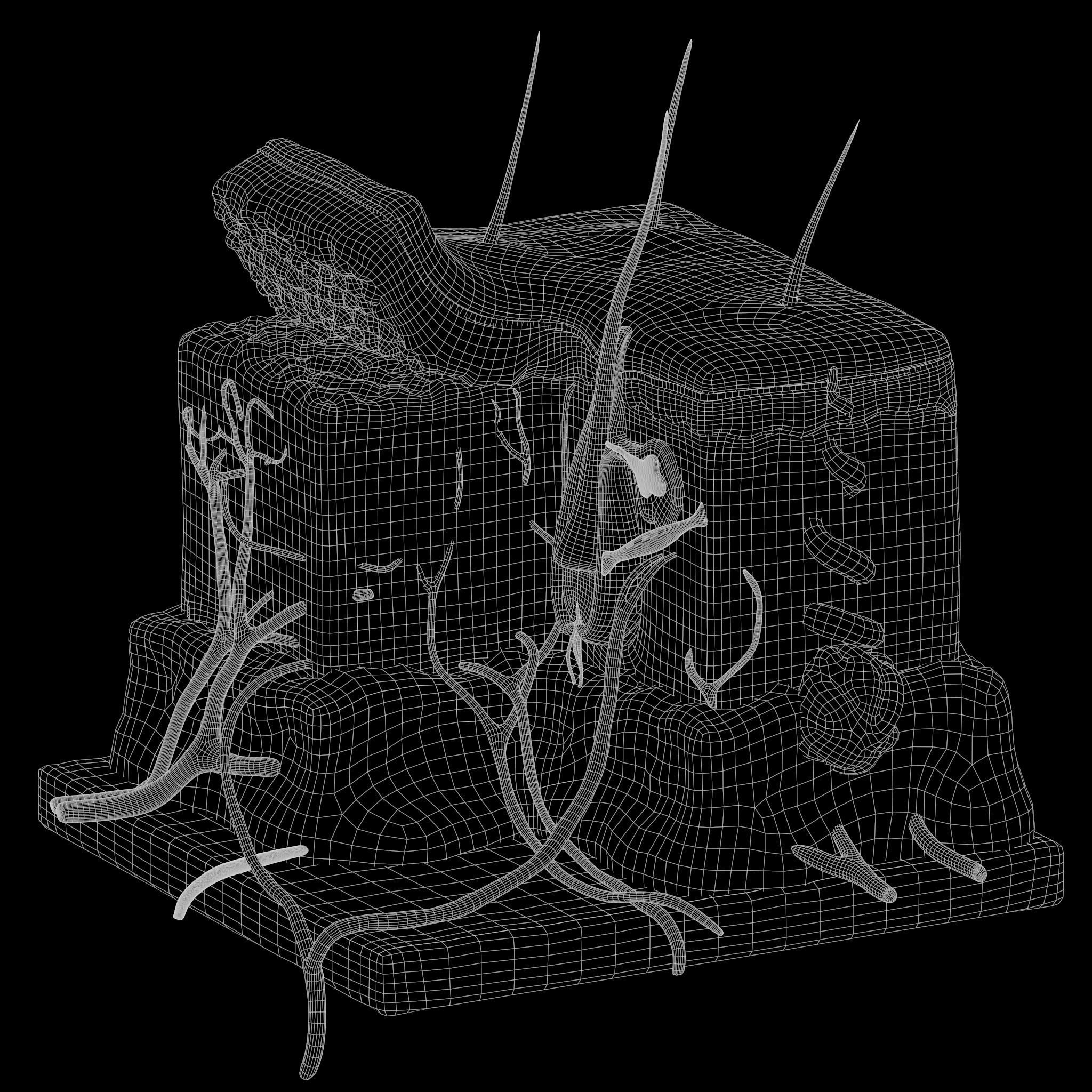 Skin Anatomy 3D model_7
