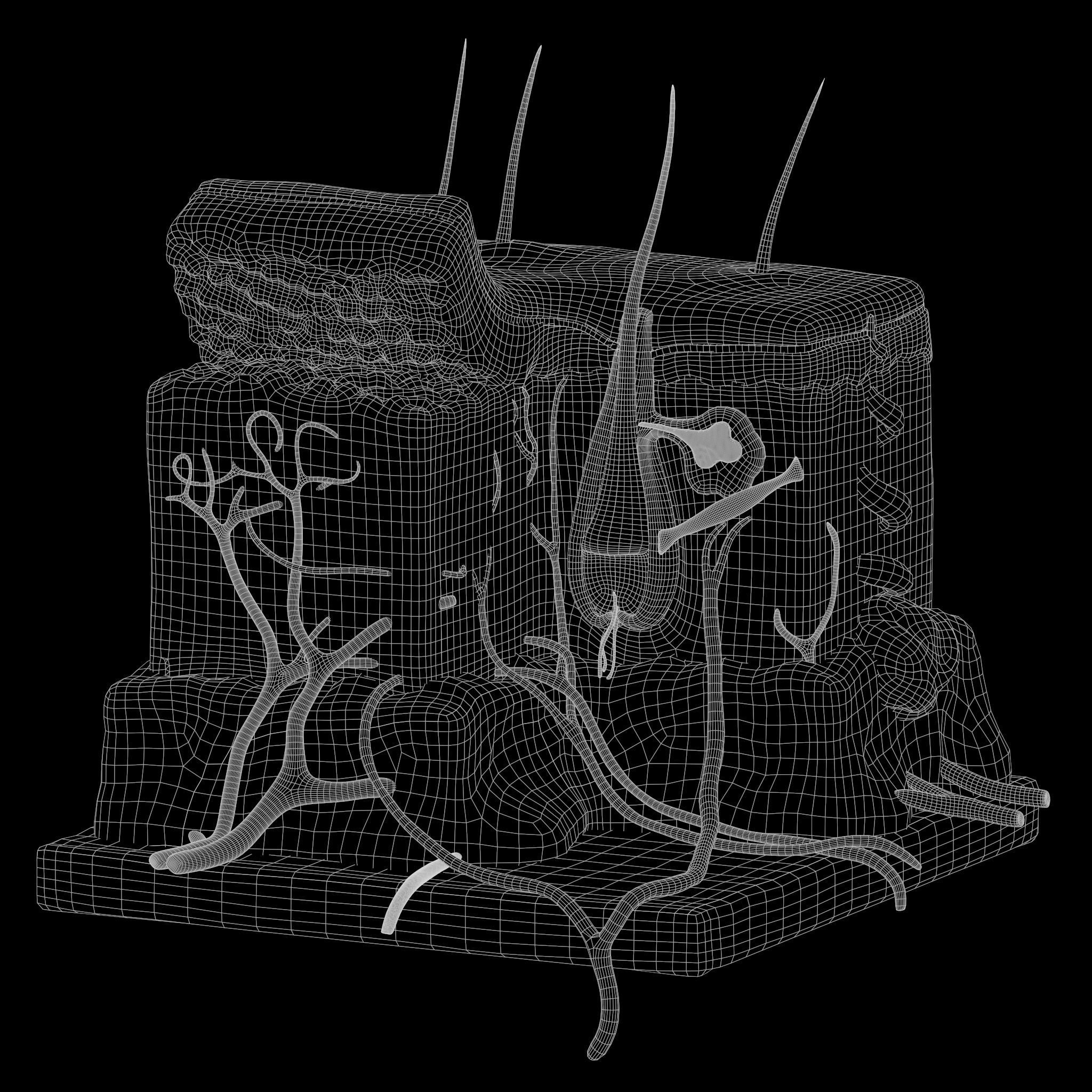 Skin Anatomy 3D model_5