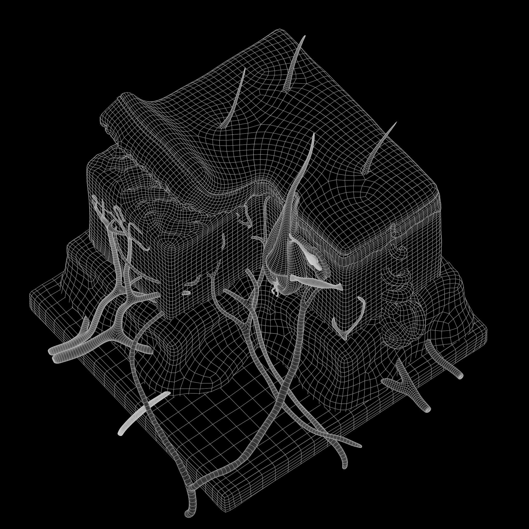 Skin Anatomy 3D model_8