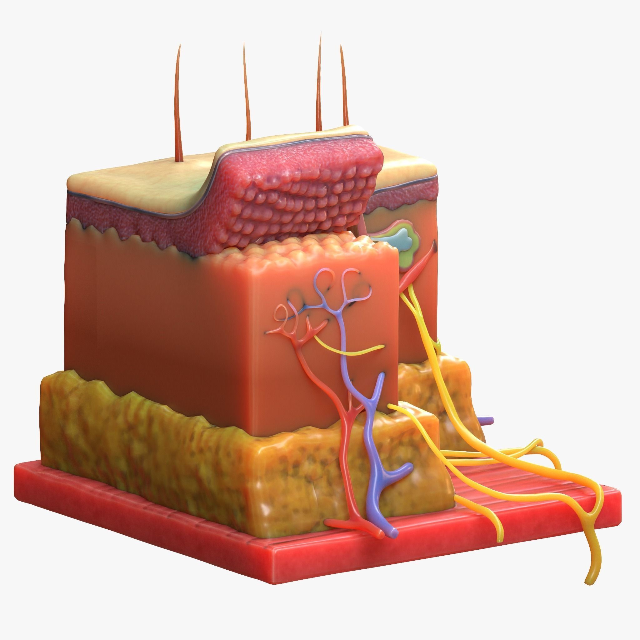 Skin Anatomy 3D model_2