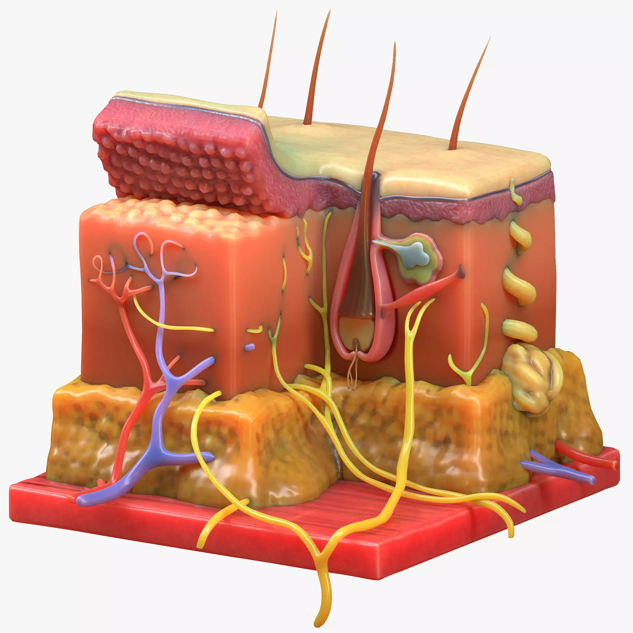 Skin Anatomy 3D model_0
