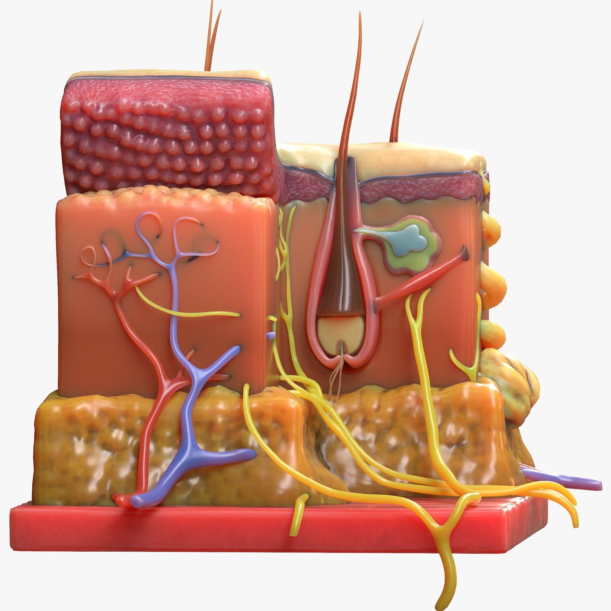 Skin Anatomy 3D model_1