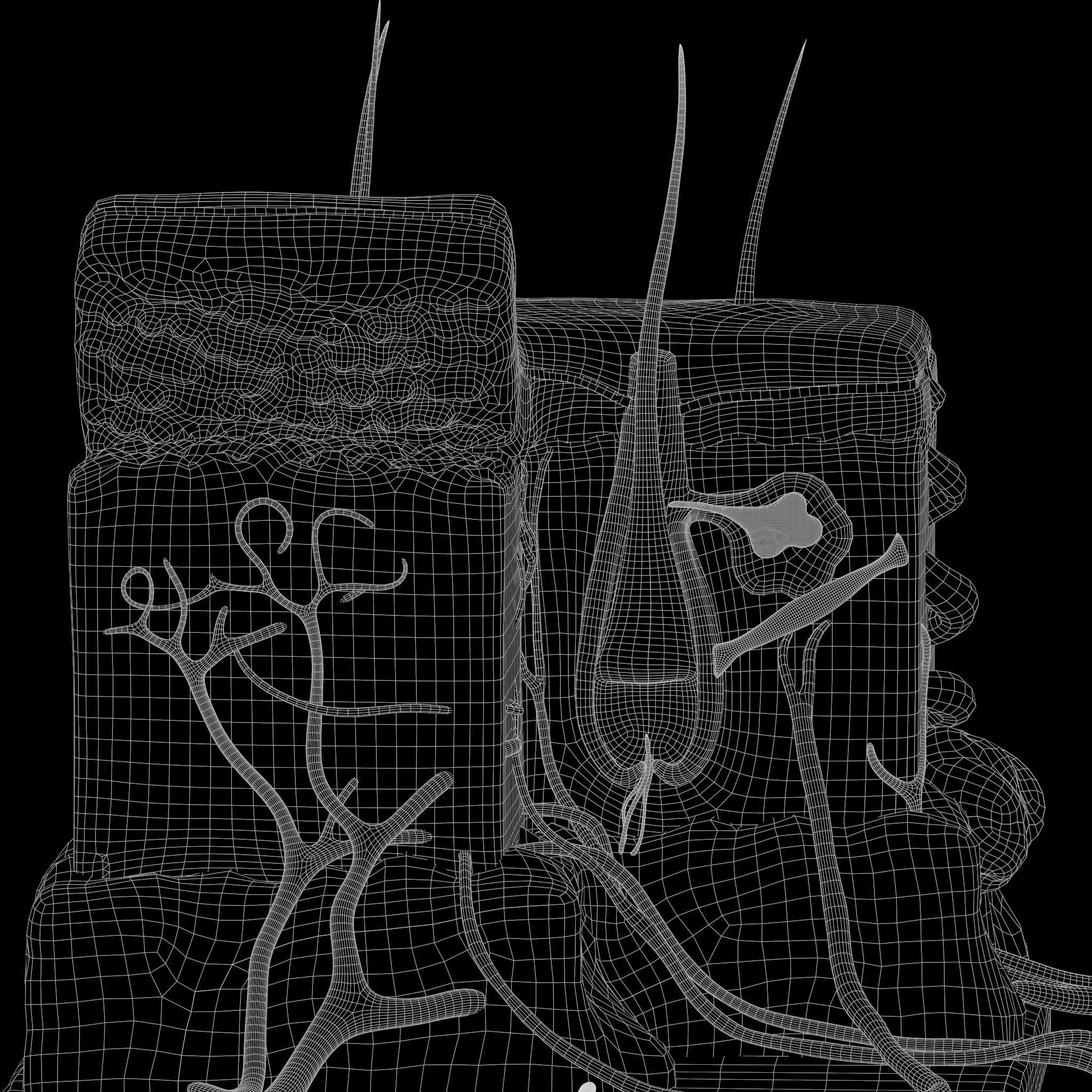 Skin Anatomy 3D model_9