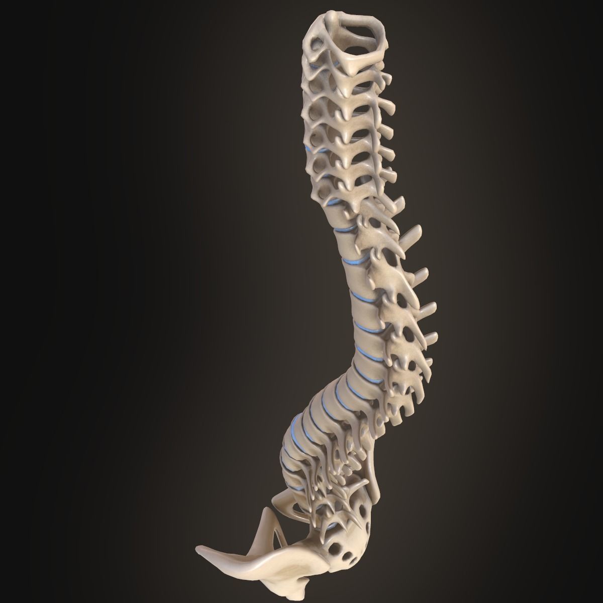Spine anatomy spinal column 3D model_13
