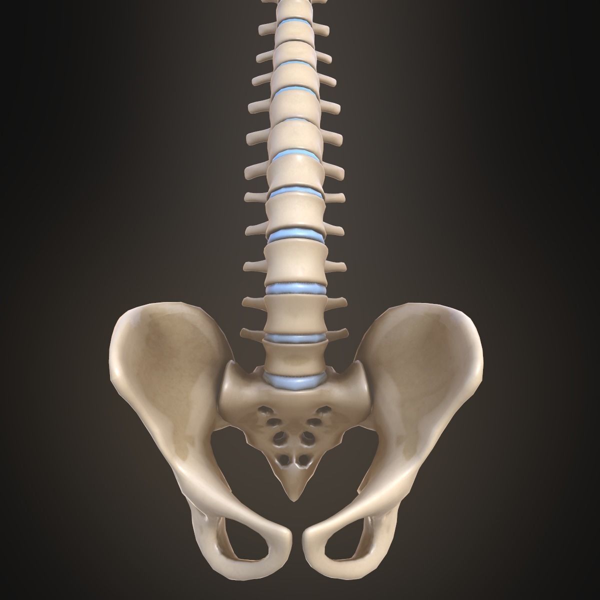 Spine anatomy spinal column 3D model_8