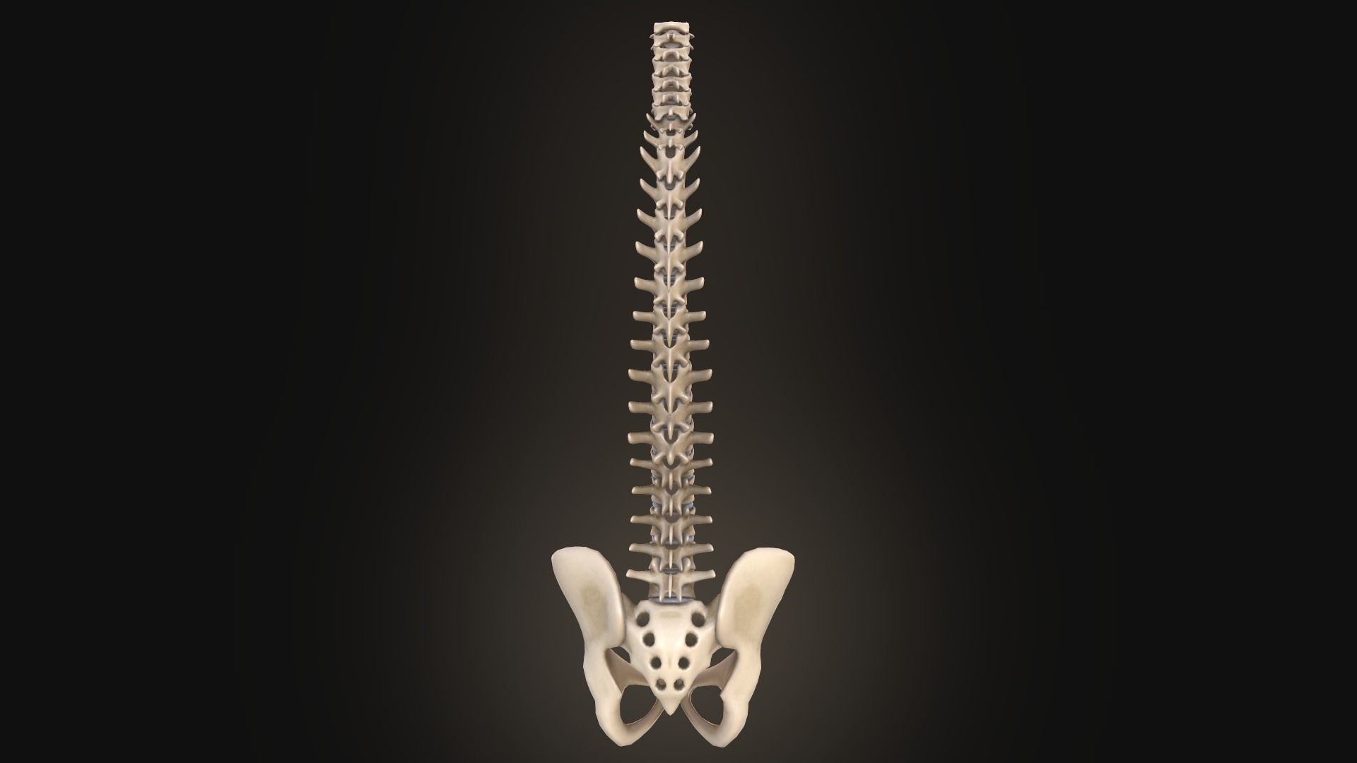 Spine anatomy spinal column 3D model_4