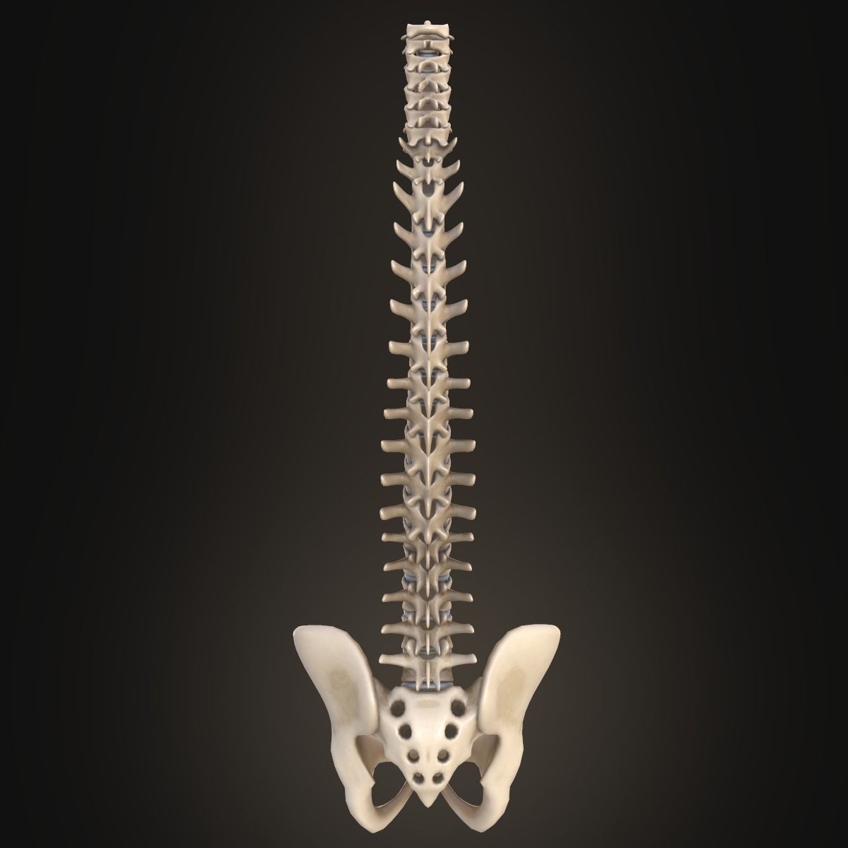 Spine anatomy spinal column 3D model_12