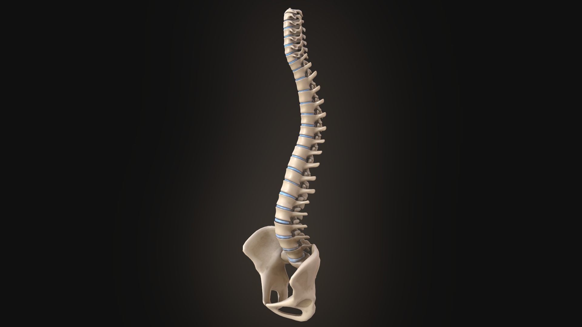 Spine anatomy spinal column 3D model_1