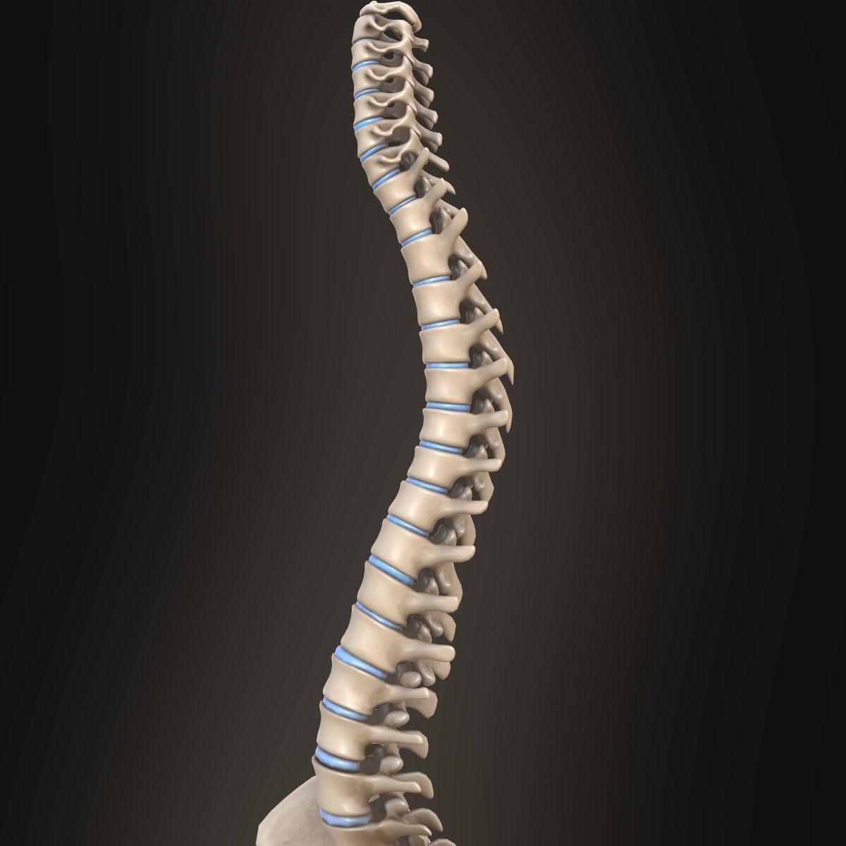 Spine anatomy spinal column 3D model_11