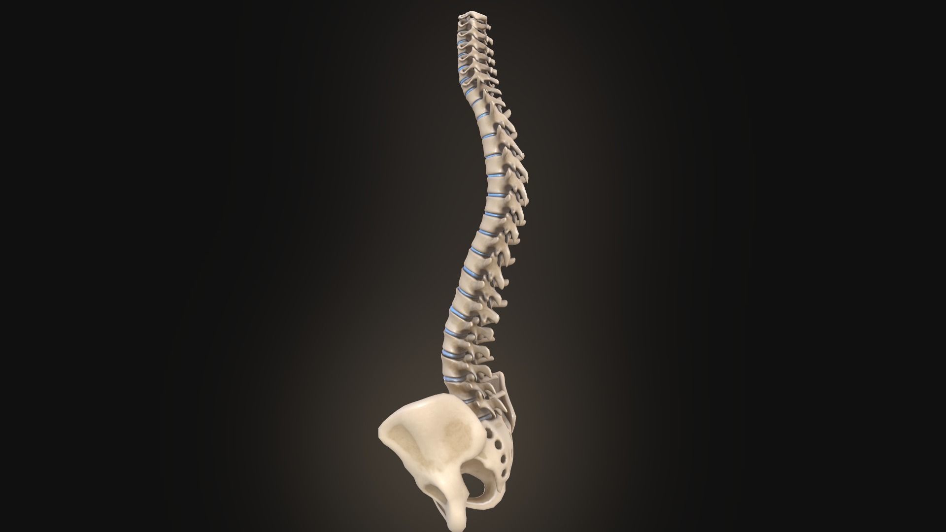 Spine anatomy spinal column 3D model_5