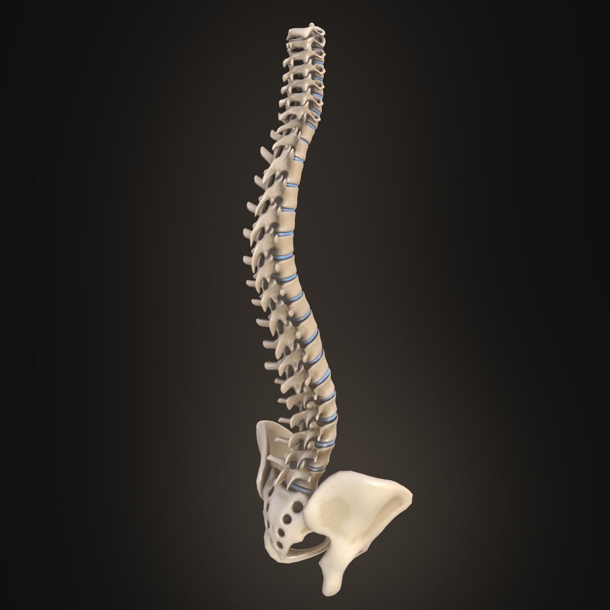 Spine anatomy spinal column 3D model_15