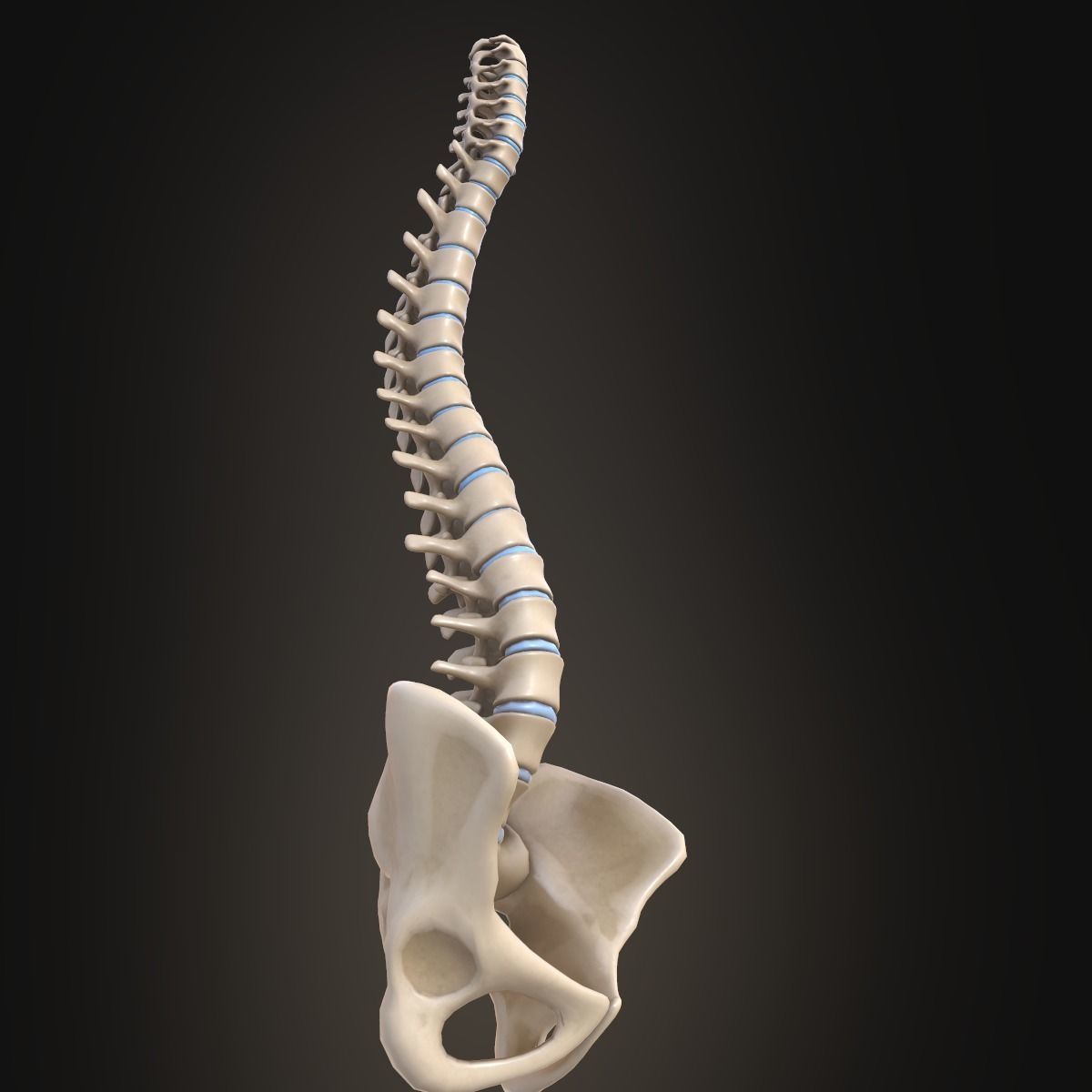 Spine anatomy spinal column 3D model_14