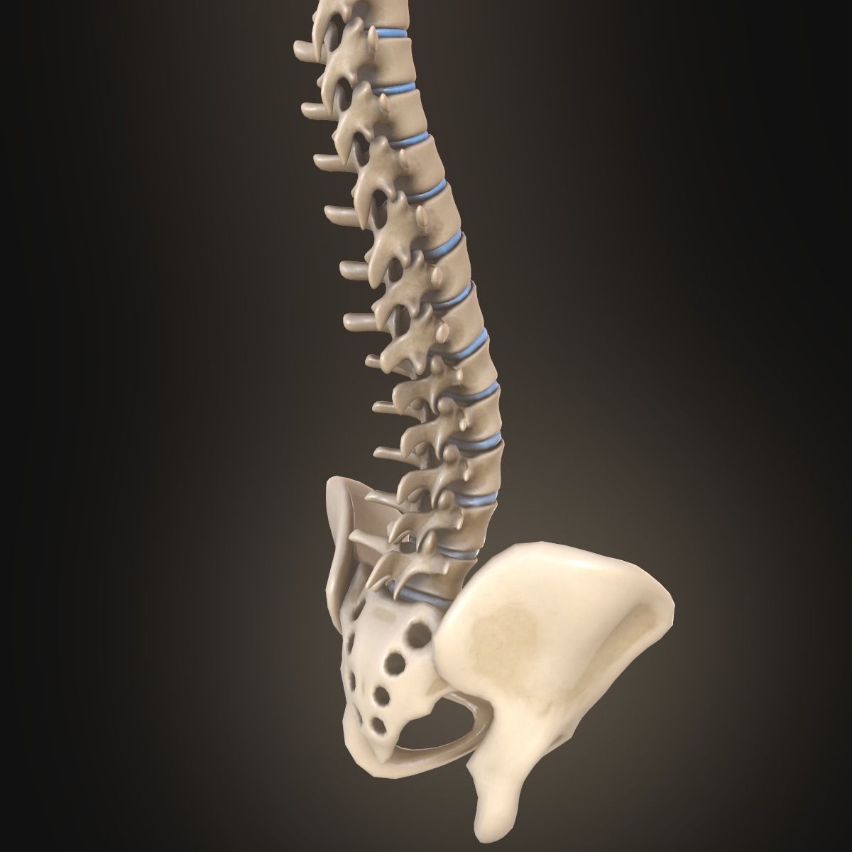 Spine anatomy spinal column 3D model_9