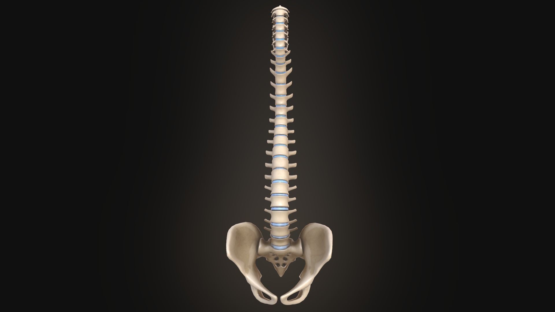Spine anatomy spinal column 3D model_3