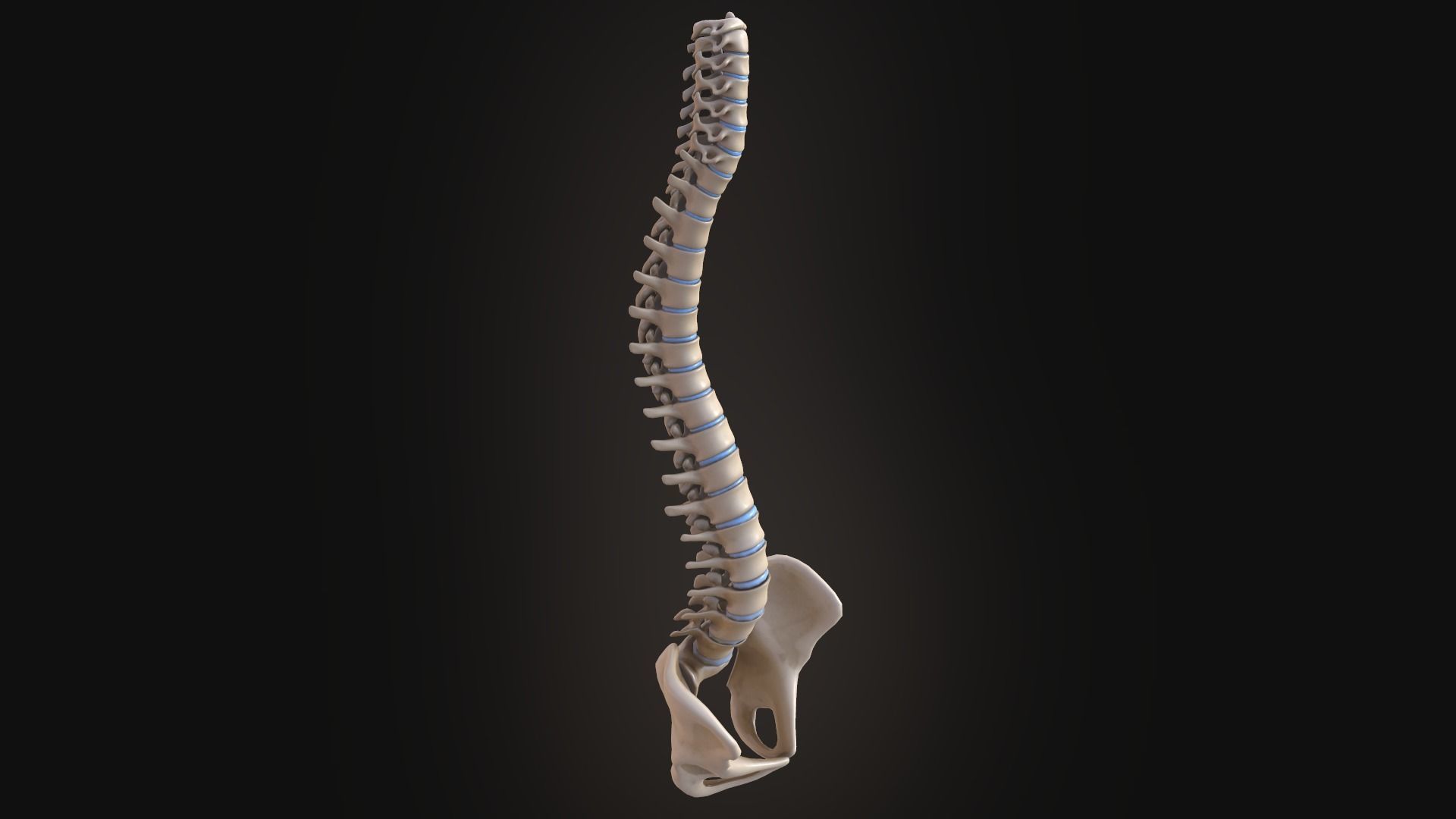 Spine anatomy spinal column 3D model_2