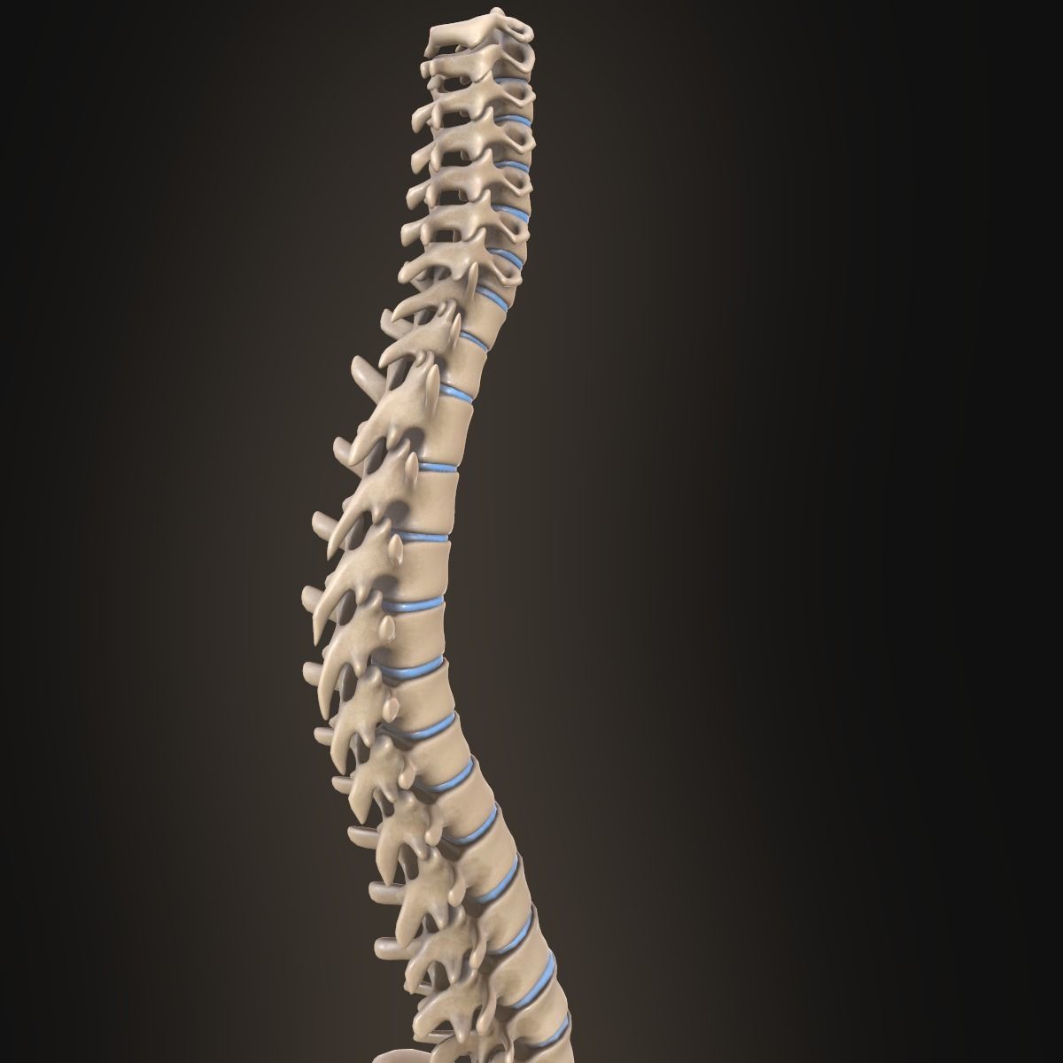 Spine anatomy spinal column 3D model_10