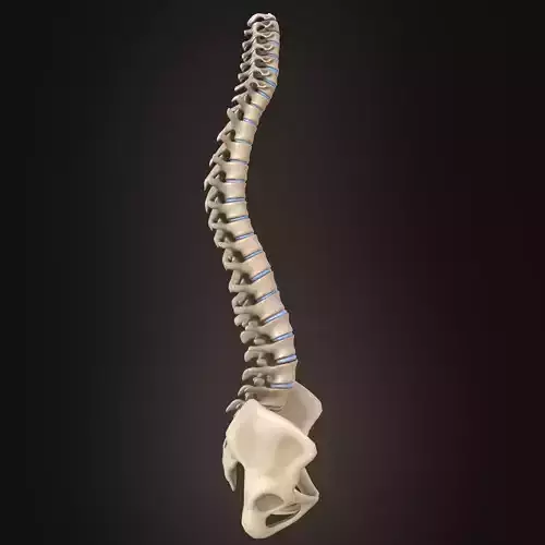 Spine anatomy spinal column