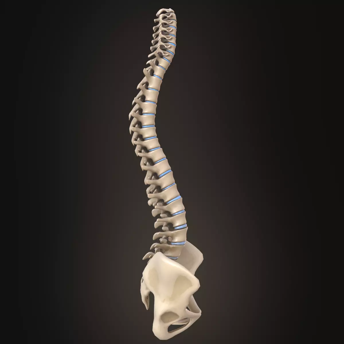 Spine anatomy spinal column 3D model_0
