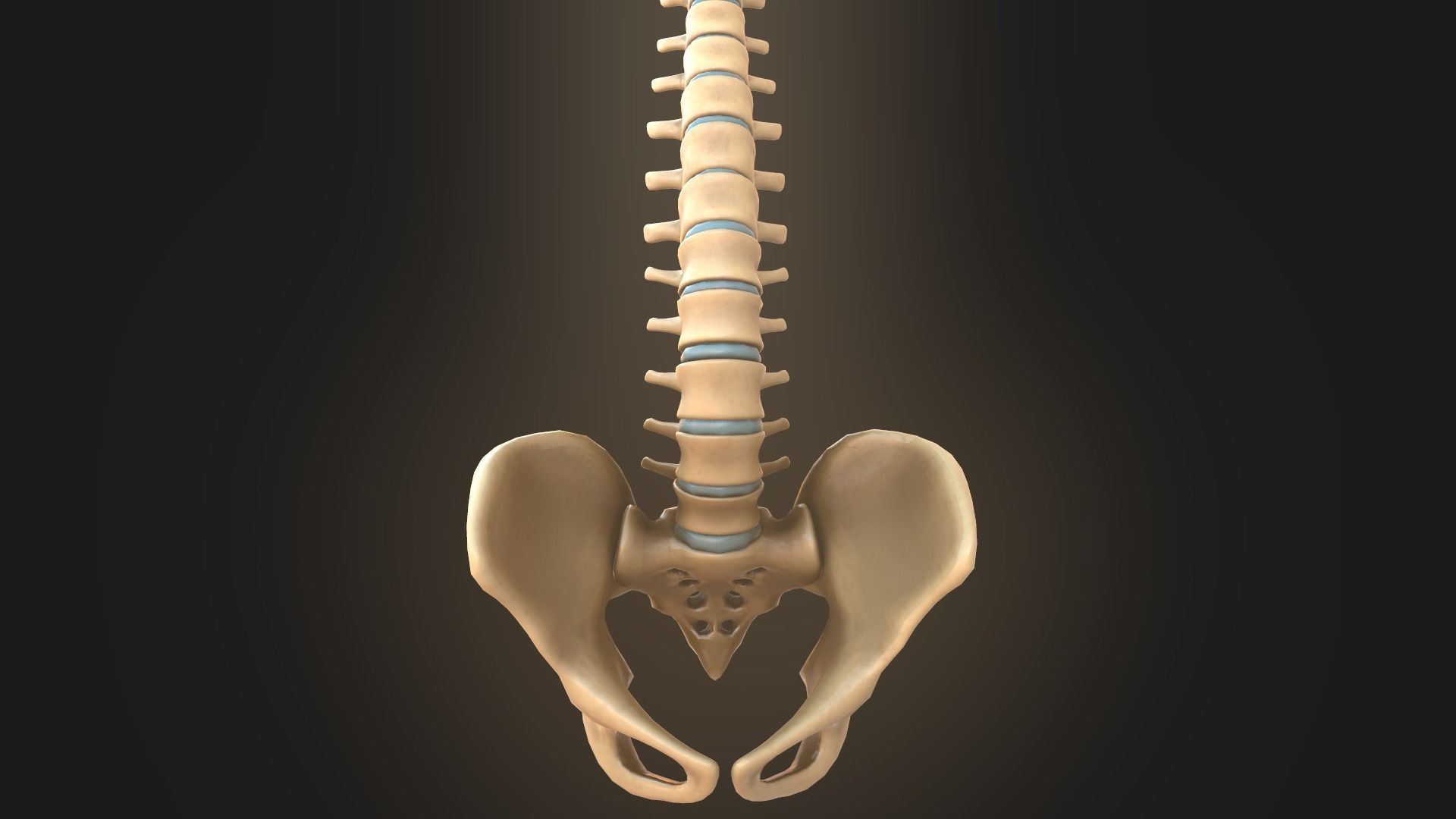 Spine anatomy spinal column 3D model_13