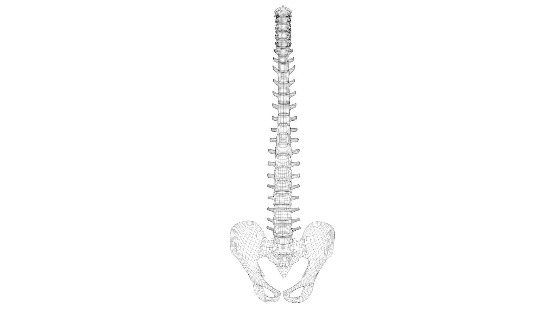 Spine anatomy spinal column 3D model_7