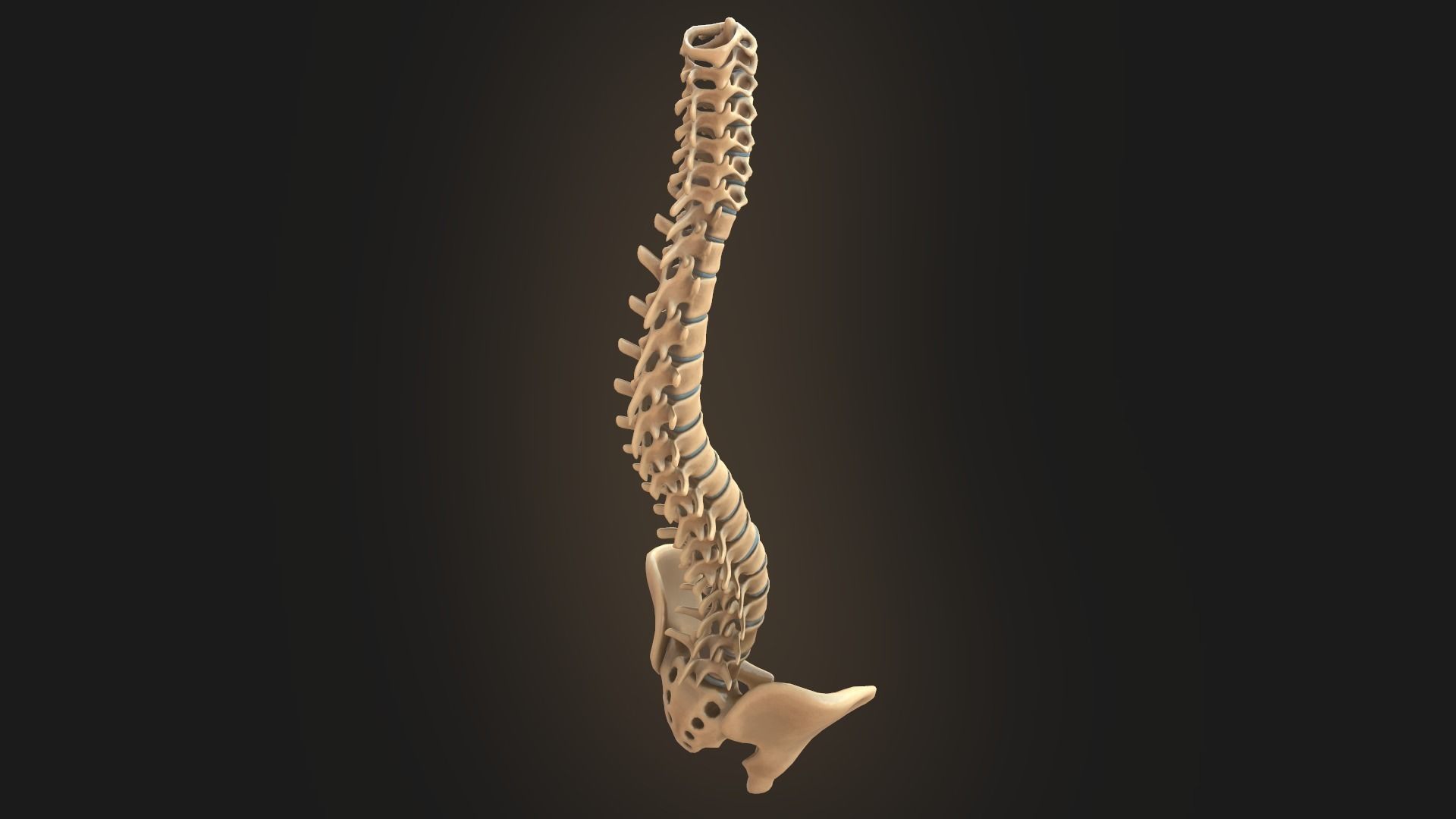 Spine anatomy spinal column 3D model_5