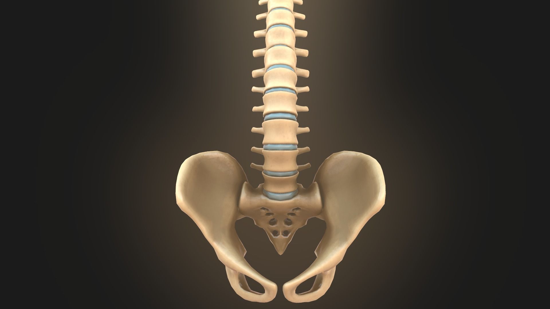 Spine anatomy spinal column 3D model_8