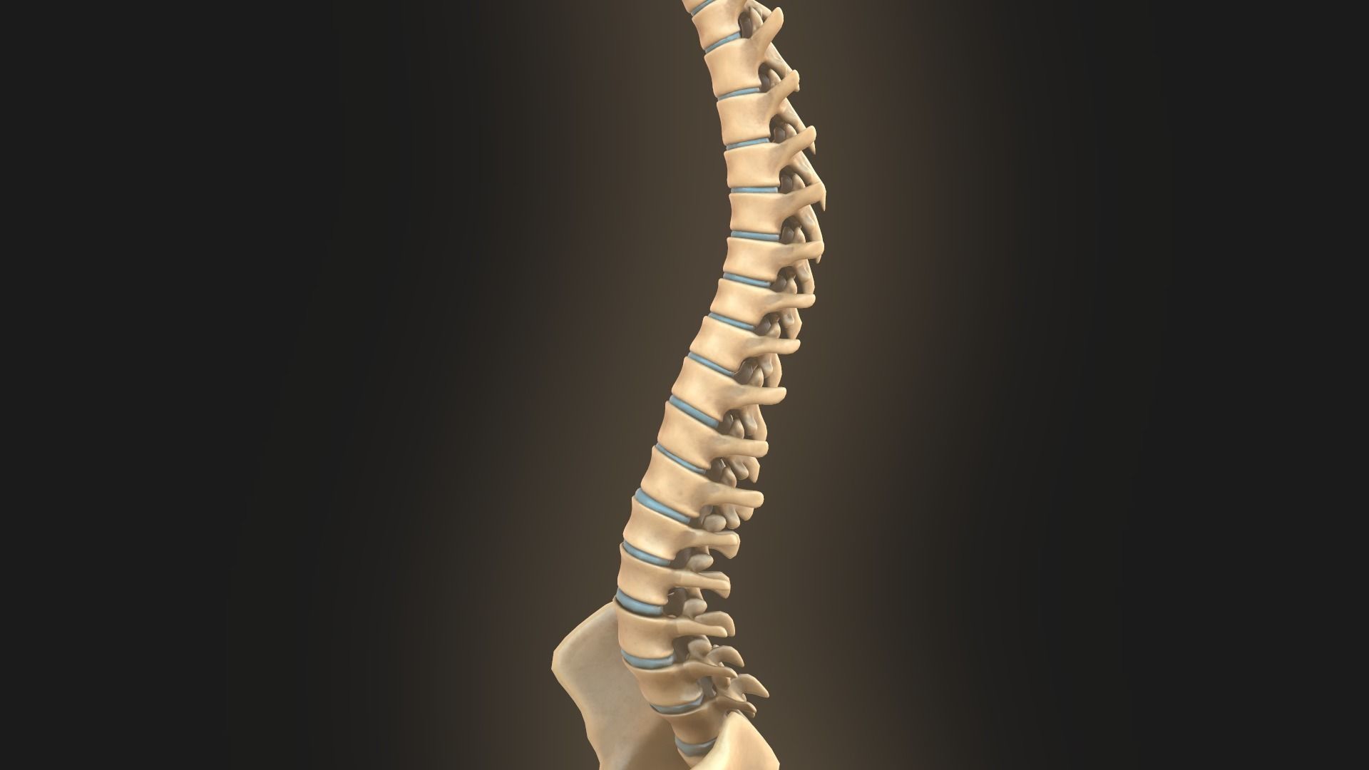 Spine anatomy spinal column 3D model_11