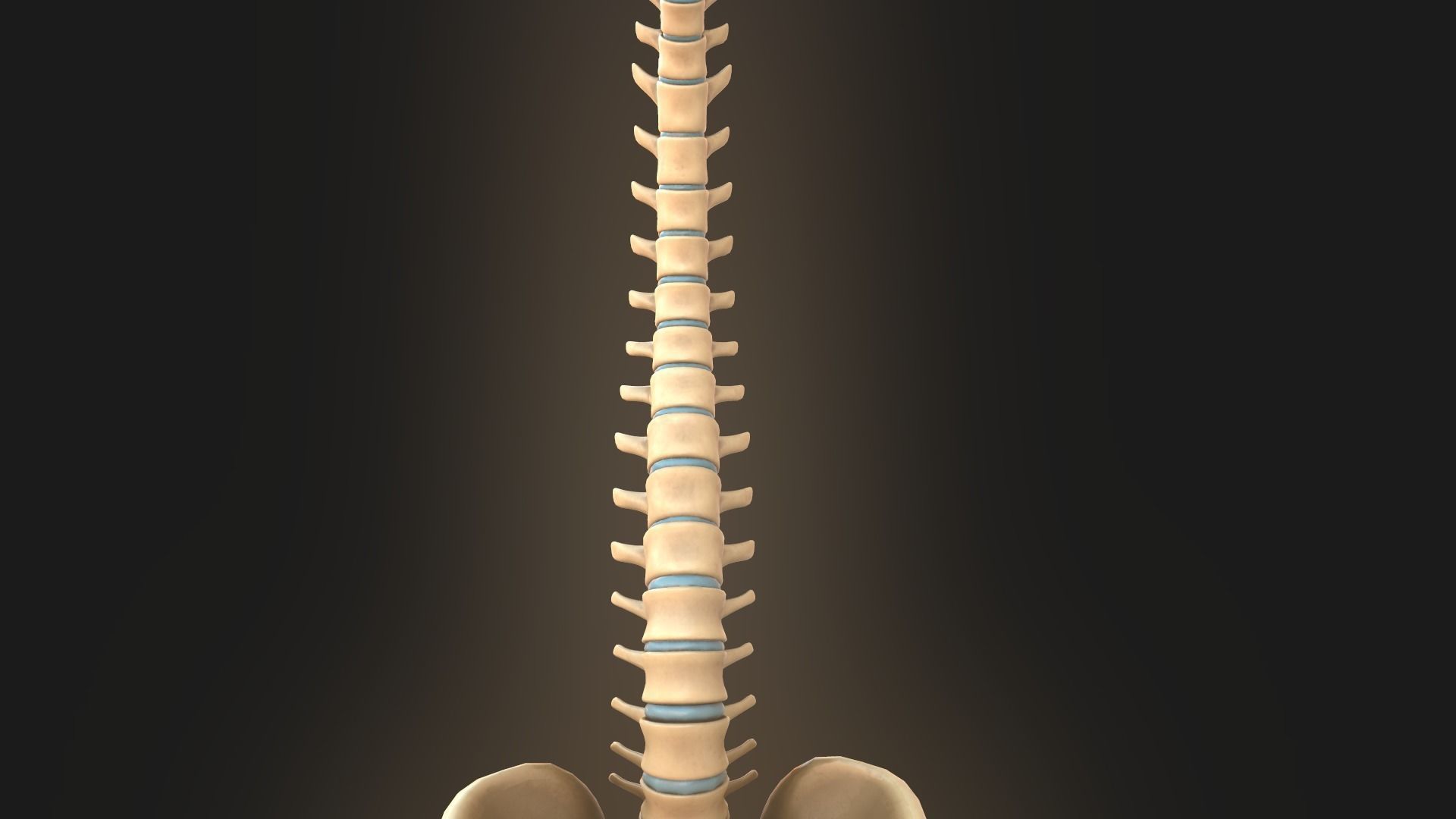 Spine anatomy spinal column 3D model_14