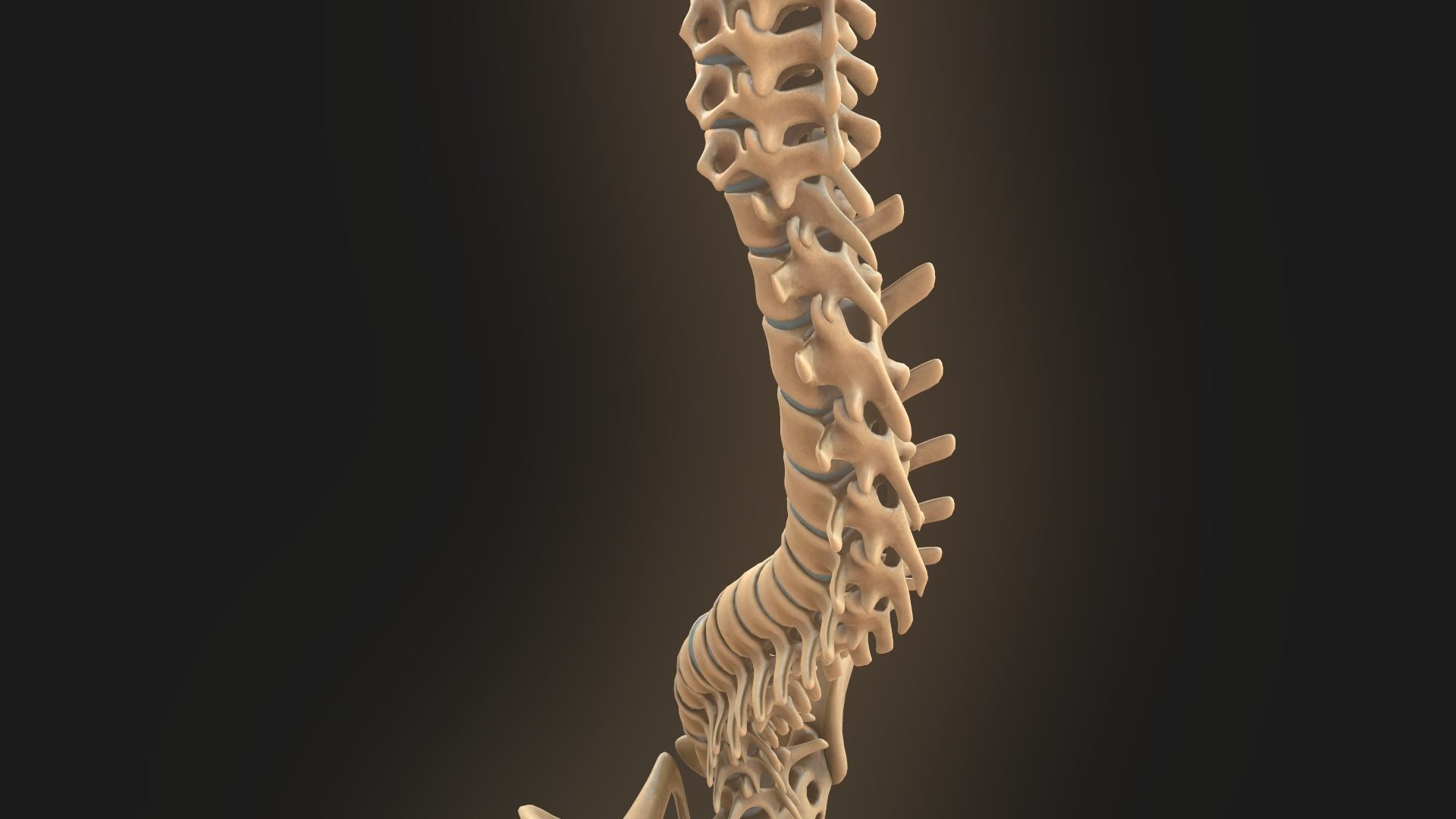 Spine anatomy spinal column 3D model_17