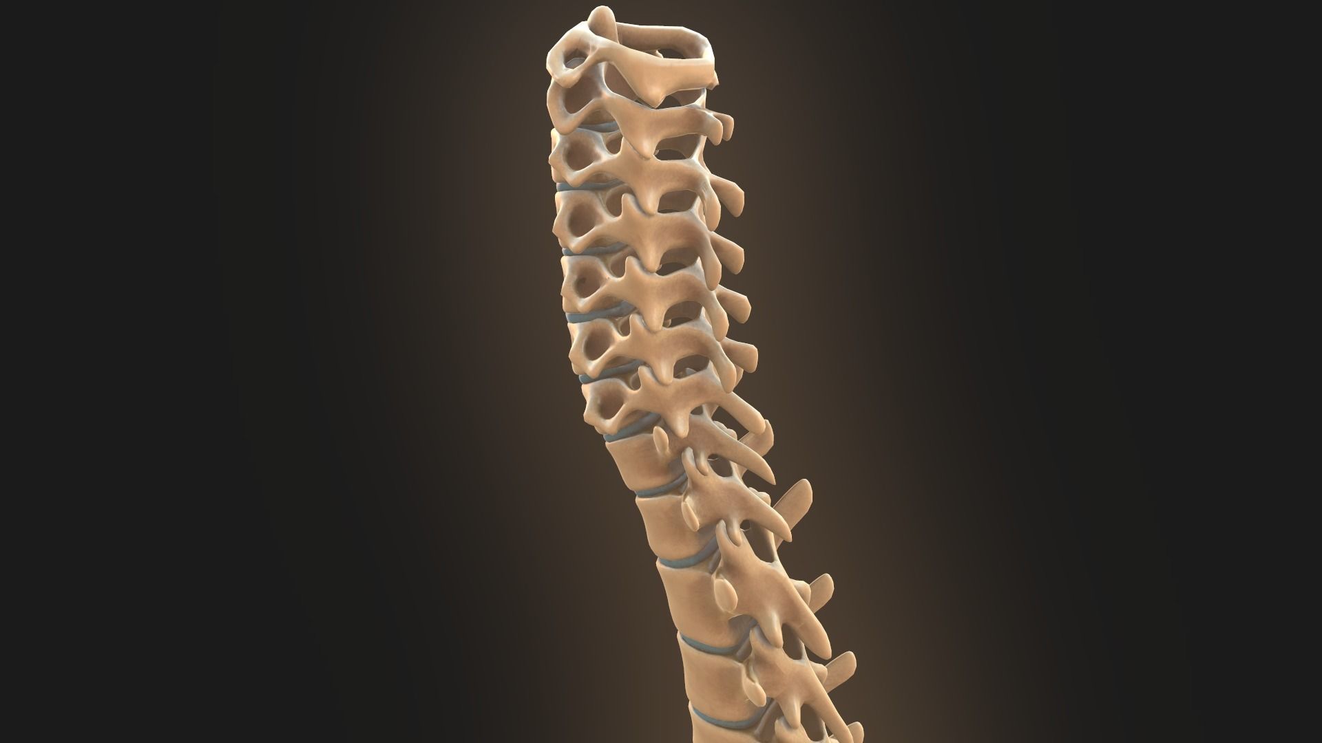 Spine anatomy spinal column 3D model_18