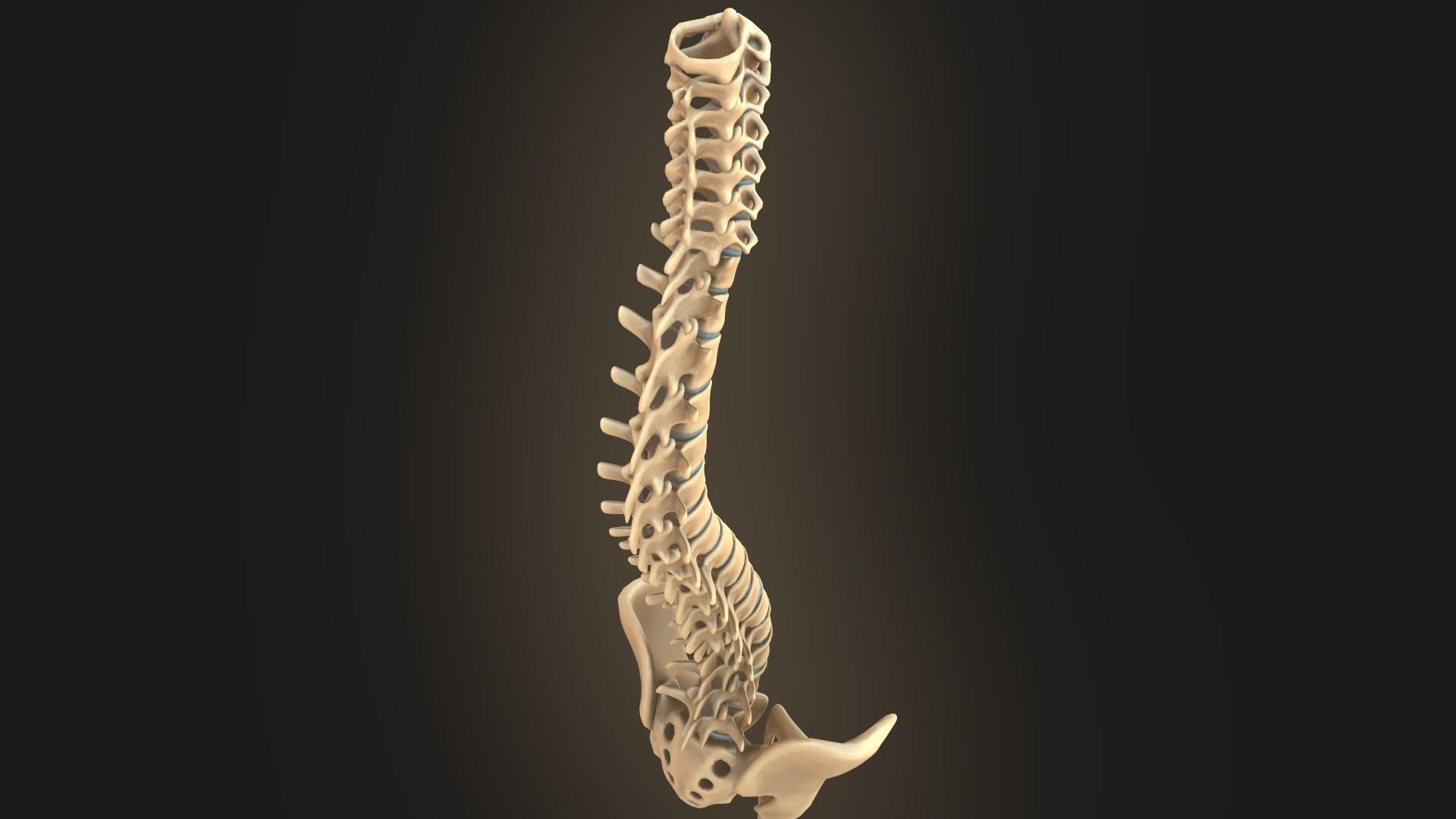 Spine anatomy spinal column 3D model_16