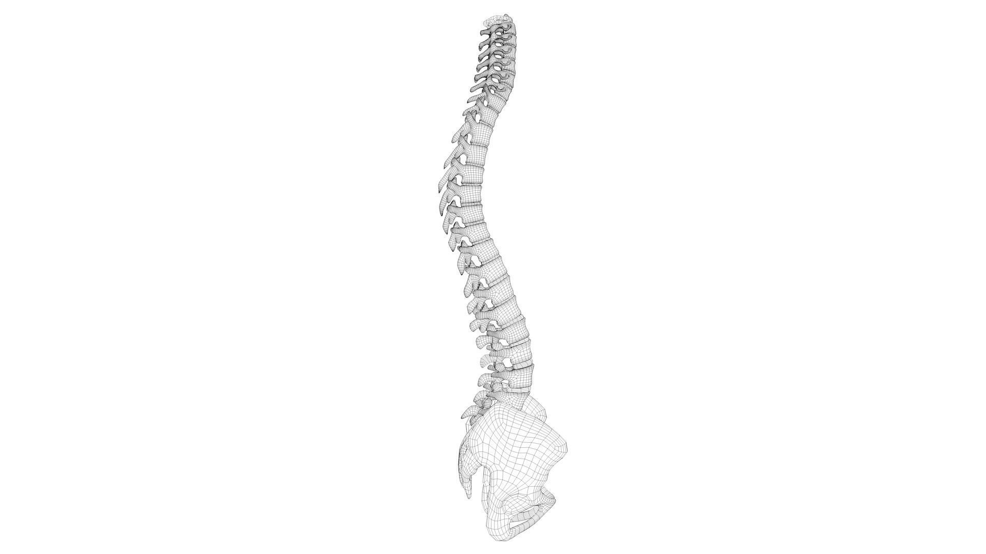 Spine anatomy spinal column 3D model_6
