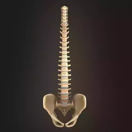Spine anatomy spinal column