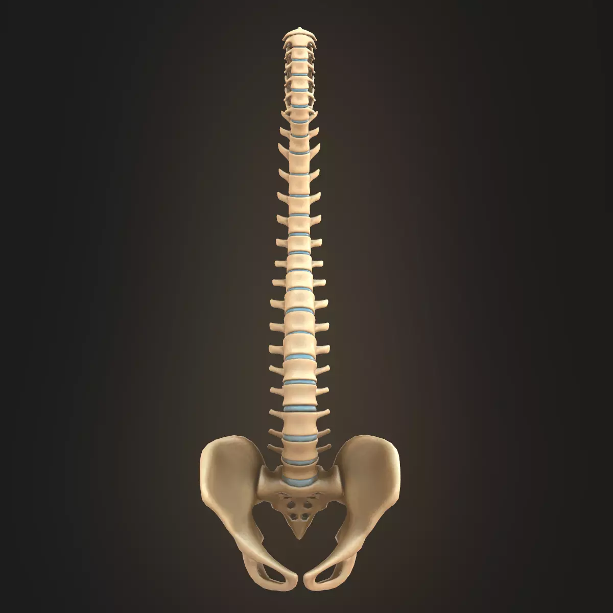 Spine anatomy spinal column 3D model_0