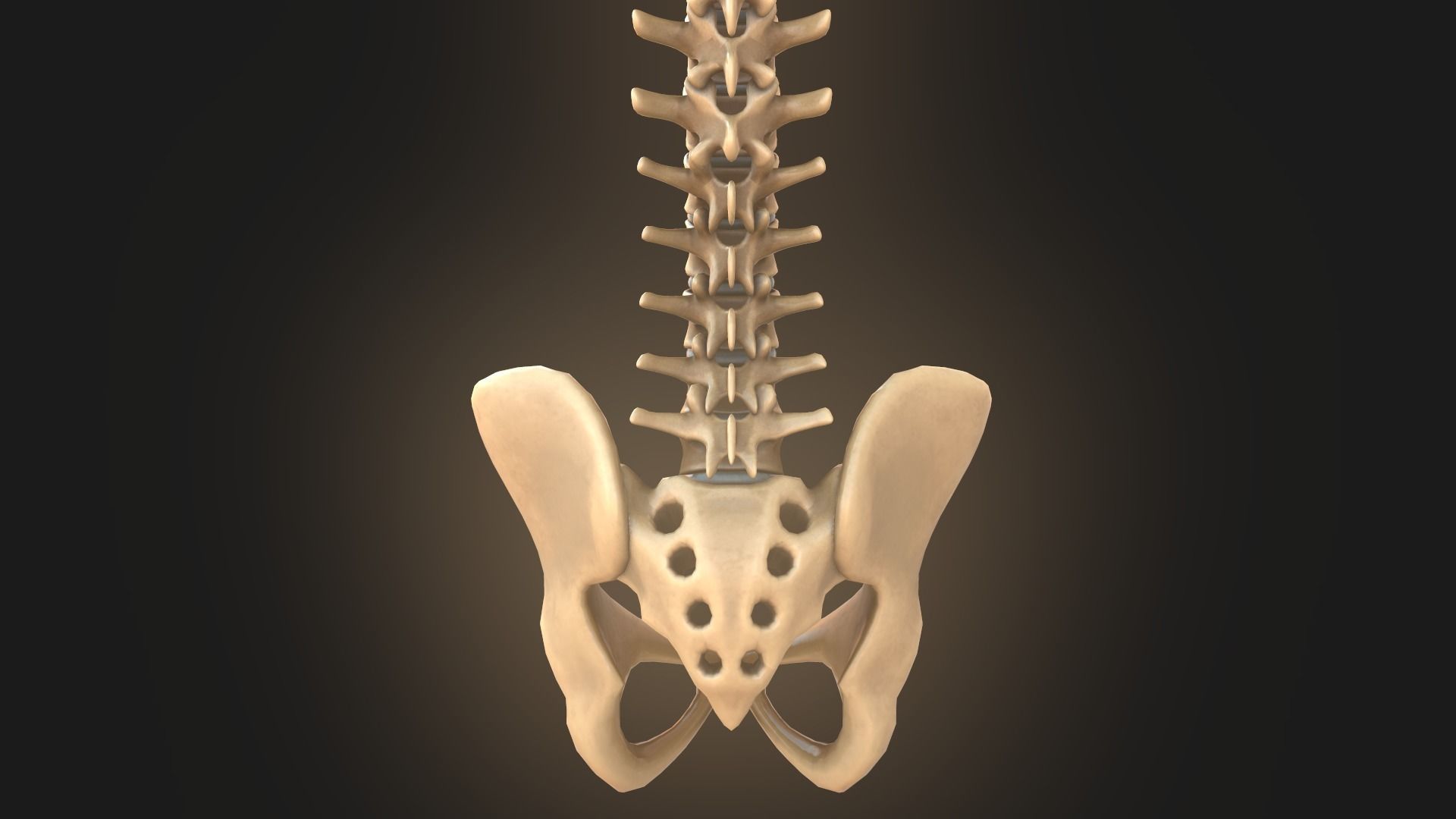 Spine anatomy spinal column 3D model_9