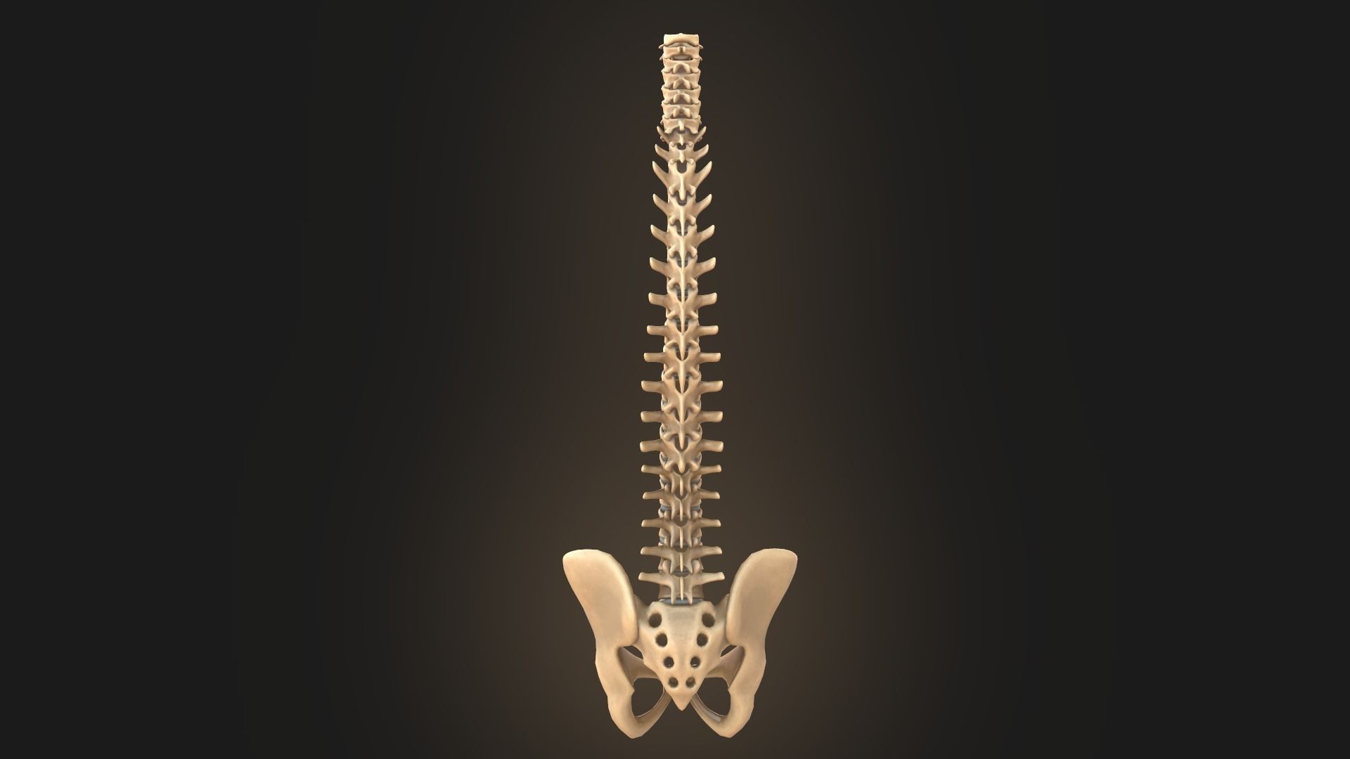 Spine anatomy spinal column 3D model_4