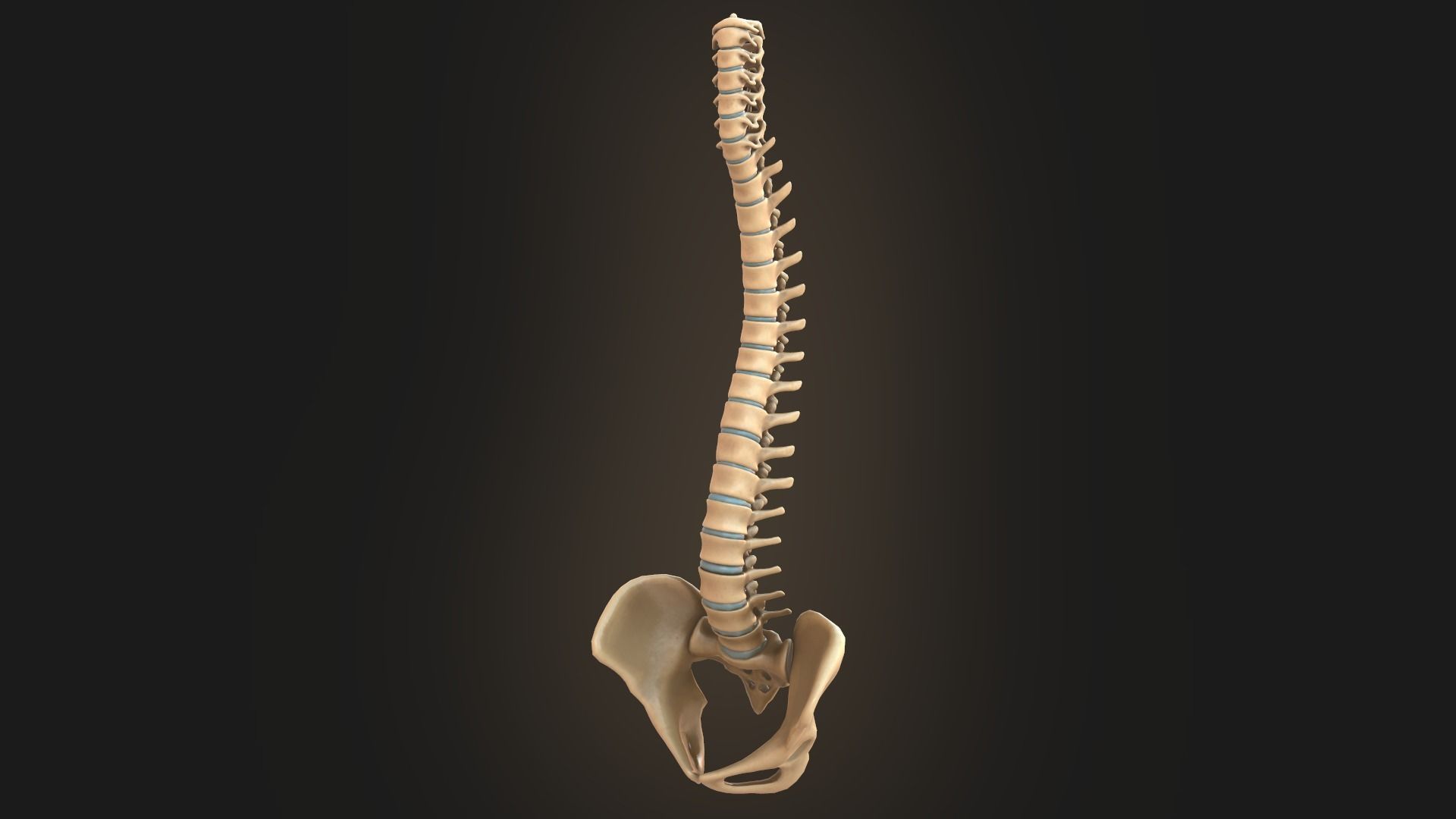 Spine anatomy spinal column 3D model_1
