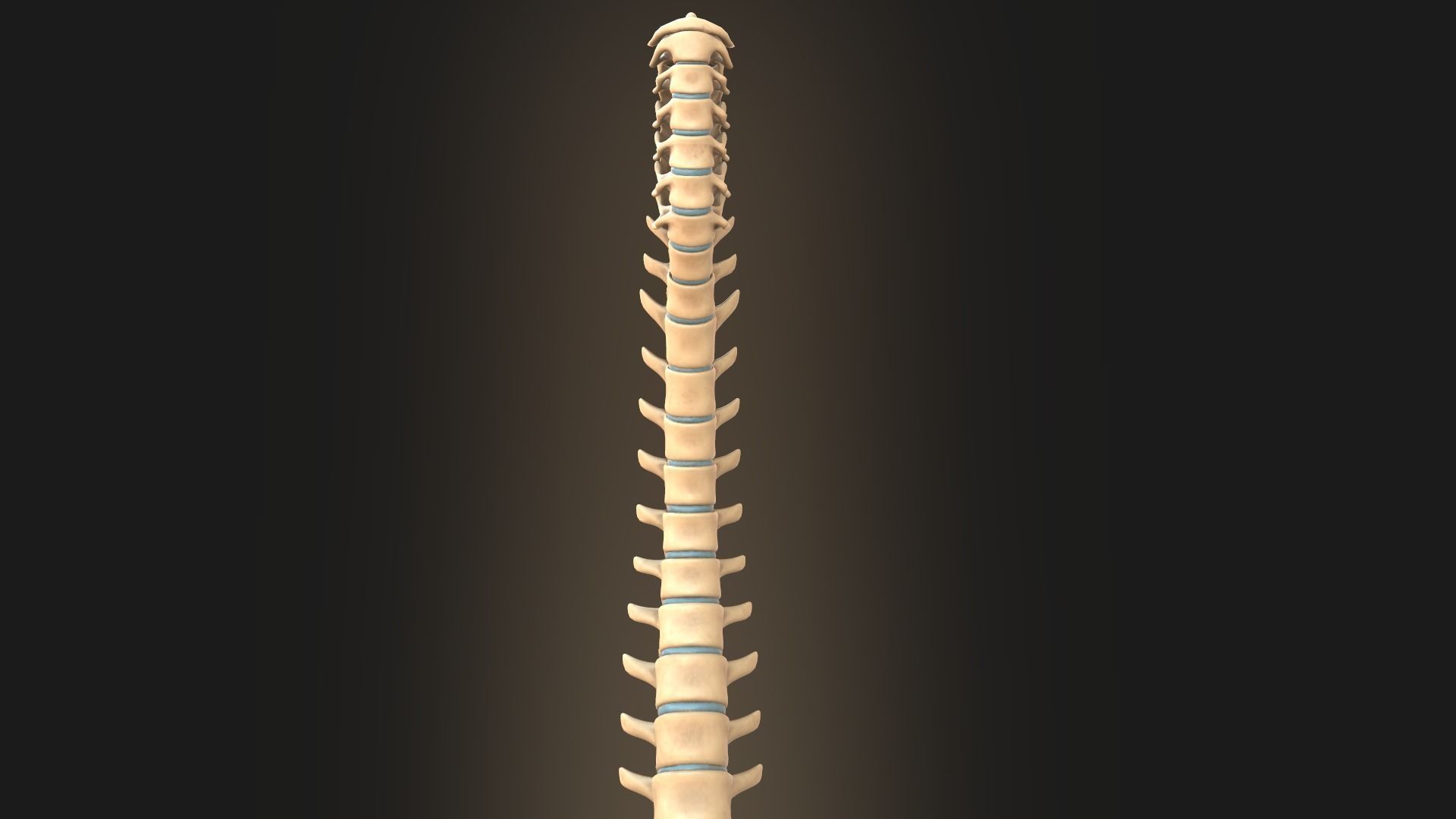 Spine anatomy spinal column 3D model_15